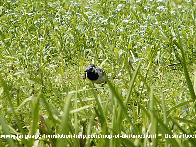 It was difficult to photograph this little bird that just caught a worm.